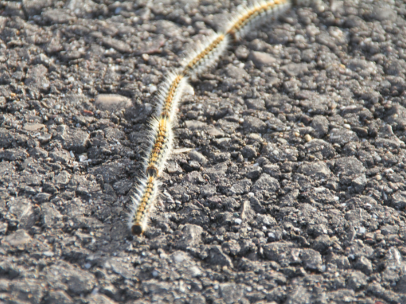 chenilles processionnaires