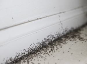 fourmis