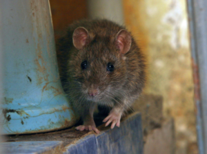 rat