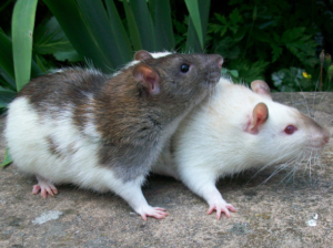 souris